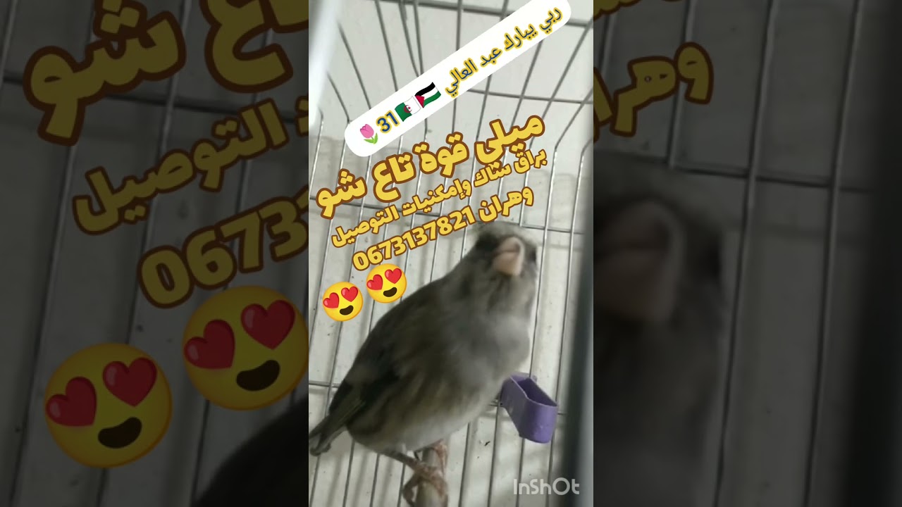 ميلي قوا تاع شو ربي يبارك وإمكنيات التوصيل وهران 0673137821