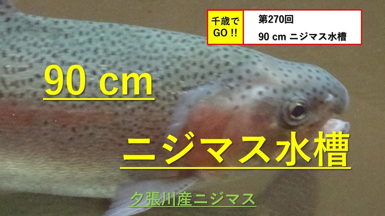 千歳でGO!! 第270回　90 cm ニジマス水槽