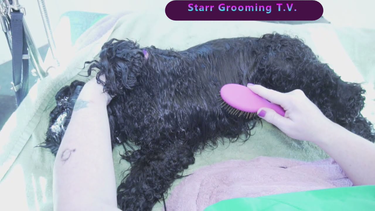 American Cocker: Show Grooming - Part 1 of 2: Instruction