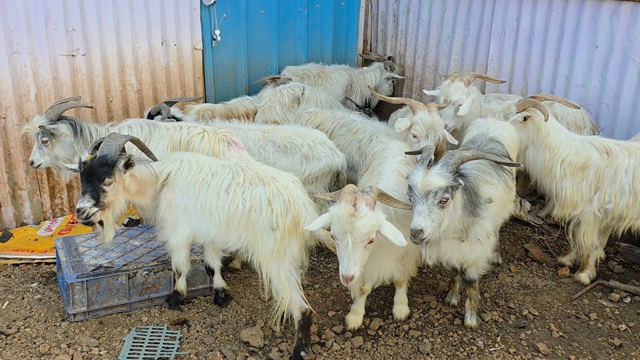 ₹12500 Ke Bade Xing Bakre At Al Muqaddas Goat Farm Pune Maharashtra | All India Transportation.