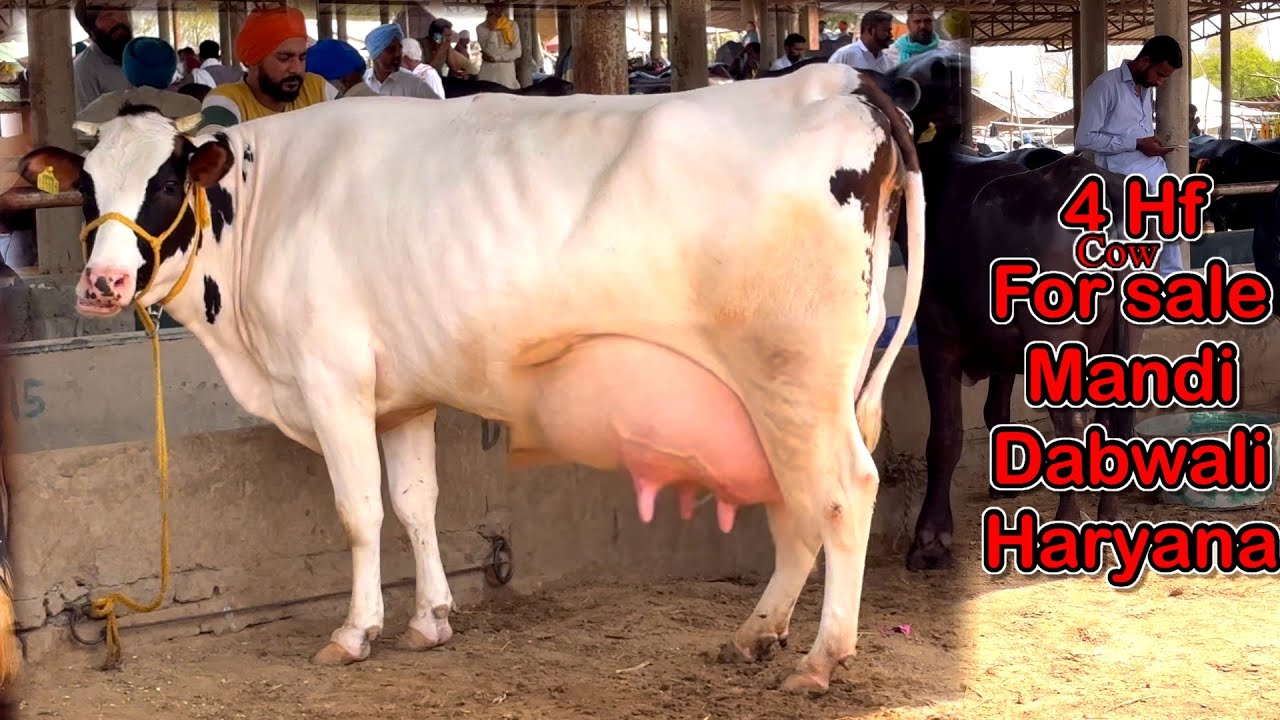 4 hf cow for sale sahib dairy farm Mandi Dabwali top quality hf cow @kulveersidhu8926
