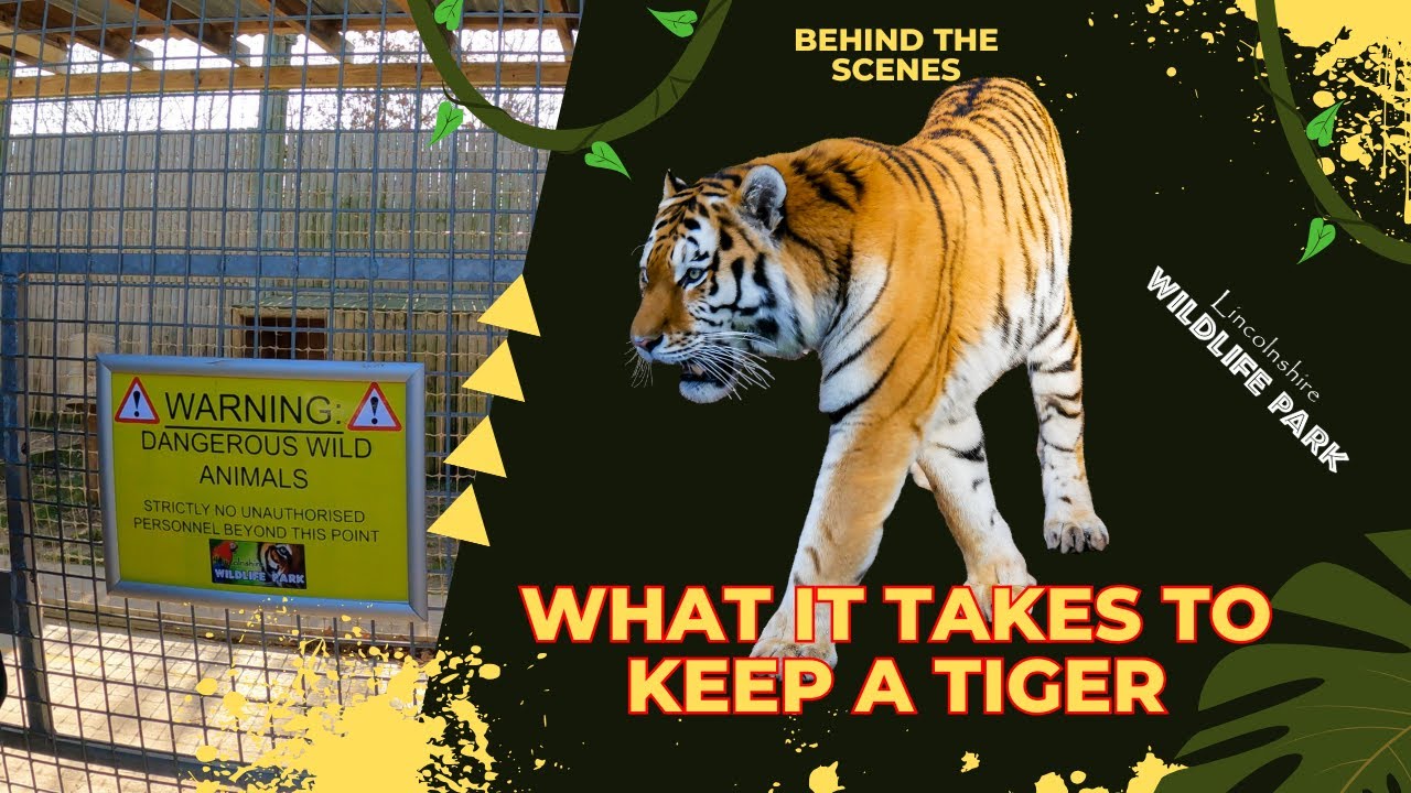 Exclusive Behind the Scenes Tiger Tour at Lincolnshire Wildlife Park | Meet the Tigers Up Close!