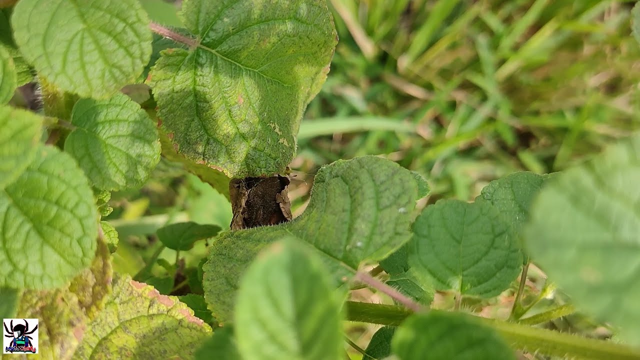 Gagamba hunting (mabilisan)