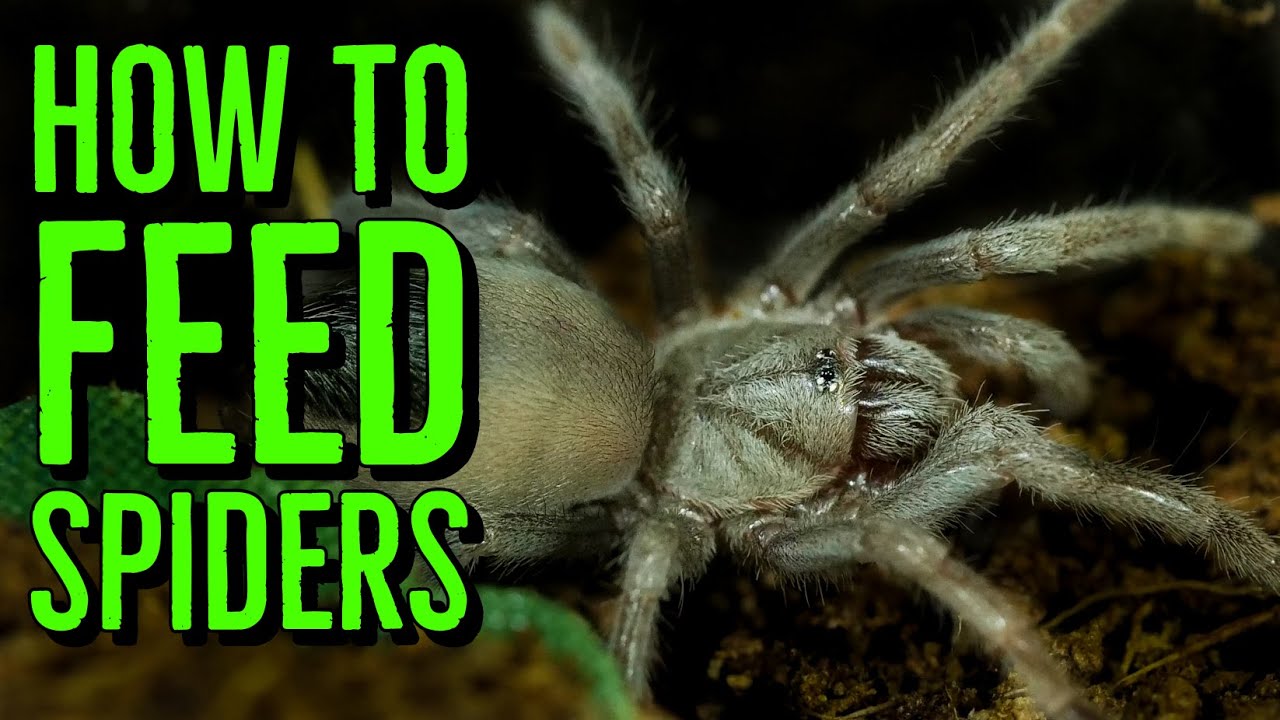 How To Feed Spiderlings & Scorplings (Baby Tarantulas & Scorpions)