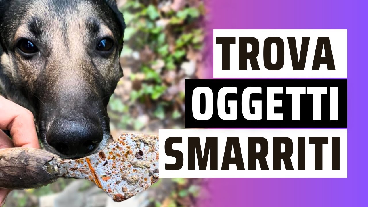 Come Insegnare al Tuo Cane a Trovare Oggetti Smarriti: Un Esercizio Facile e Utile!