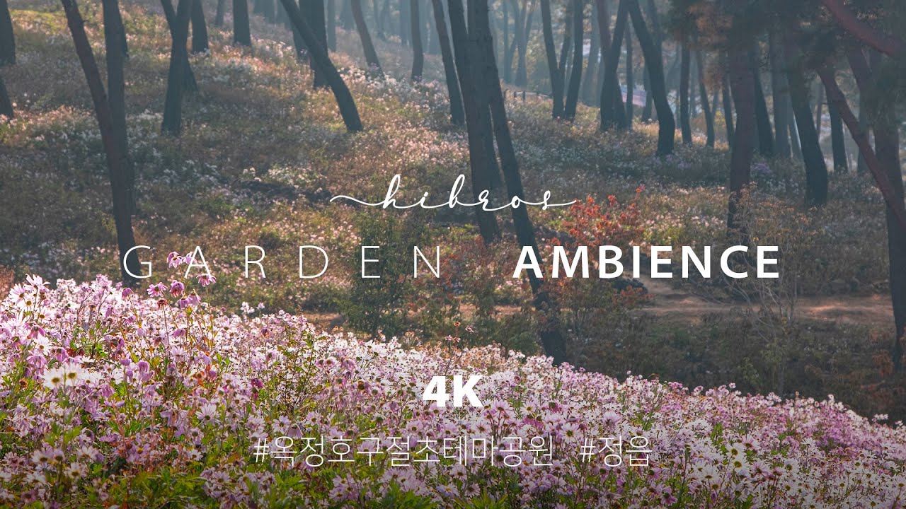 🎧 Flower Garden, Nature Ambience | Feel KOREA 4K Binaural Nature ASMR | Korean Chrysanthemum Garden