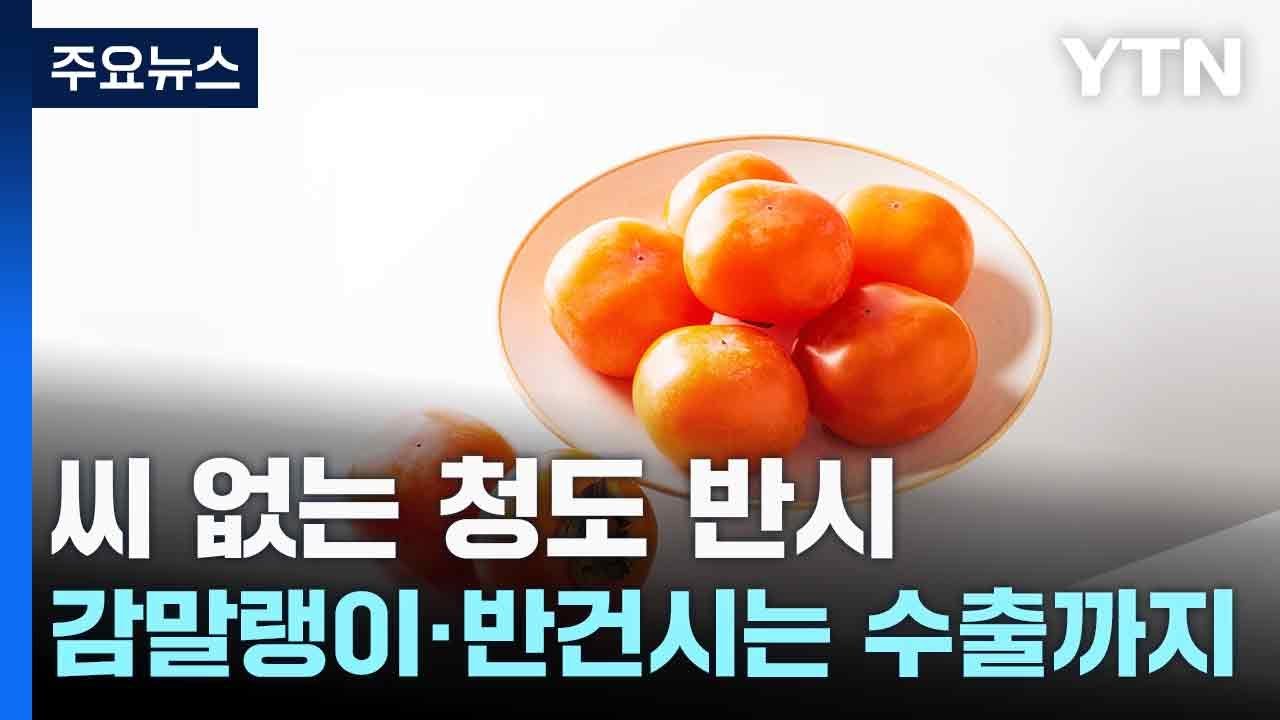 [新농비] 씨 없는 청도 반시...감말랭이·반건시는 수출까지 / YTN