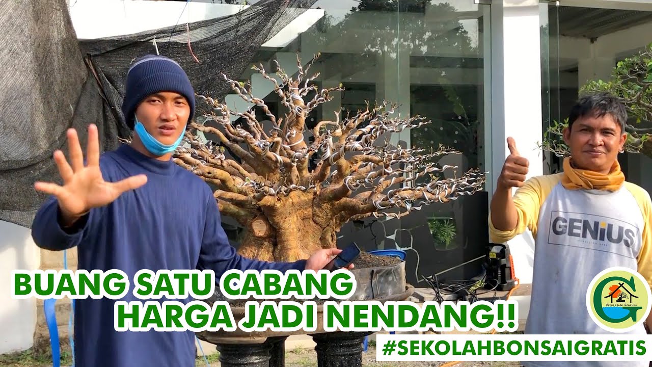 PROGRAM TAHAPAN CABANG AKAR DAN MEMPERKECIL DAUN || #SEKOLAHBONSAIGRATIS