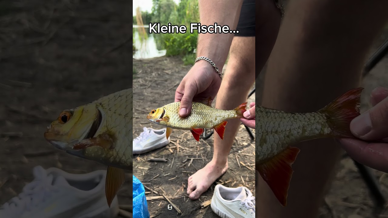 Seltenste Angel Highlights! #fisch #fische #angeln #angler #karpfen #karpfenangeln #fish #fishing