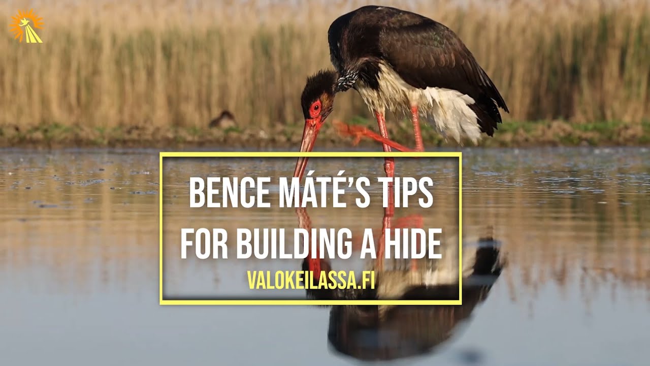 Bence M&aacute;t&eacute;s tips for building a hide