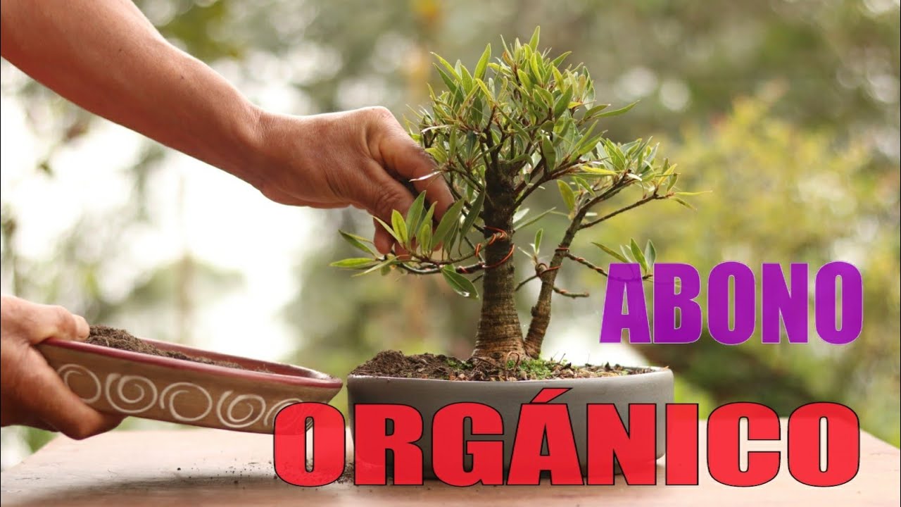 Abono Orgánico para BONSAI. cuál uso?
