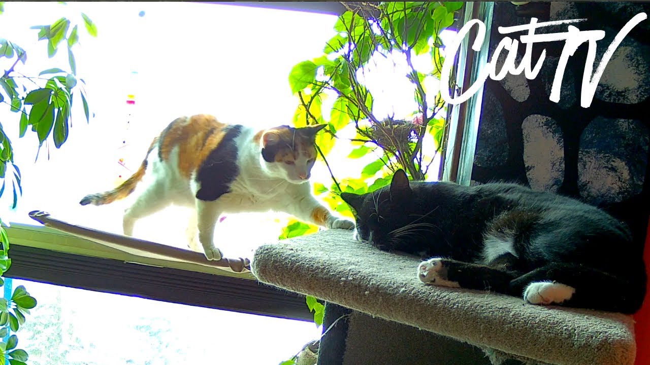 Cats Play fight, Groom, Purr & Sleep the Day Away!! 😻😹