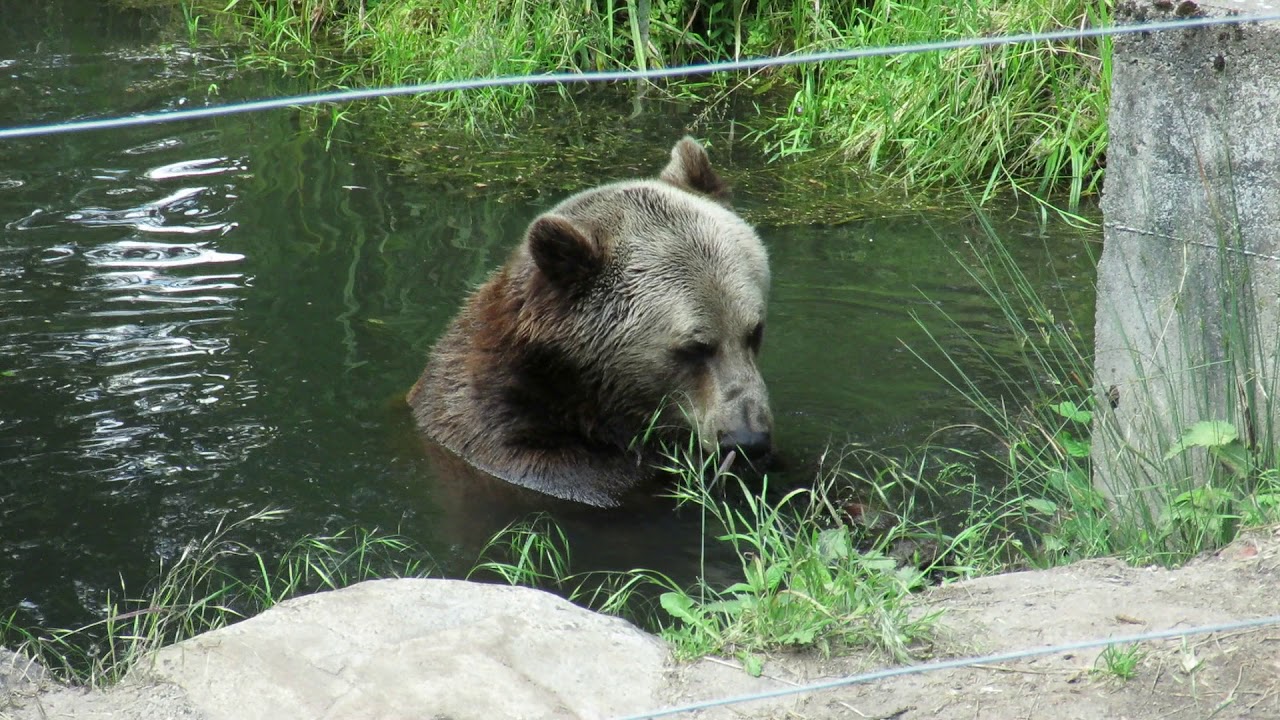 Bärenwald Müritz: Michal spielt mit einem alten Jutesack im Wasser Teil 1