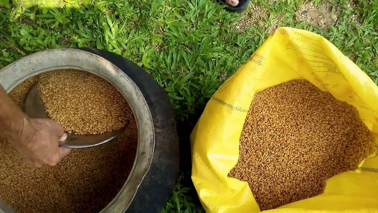 Traditional Rice Parboiling / The Ancient Way of Processing Paddy.. ASMR Video