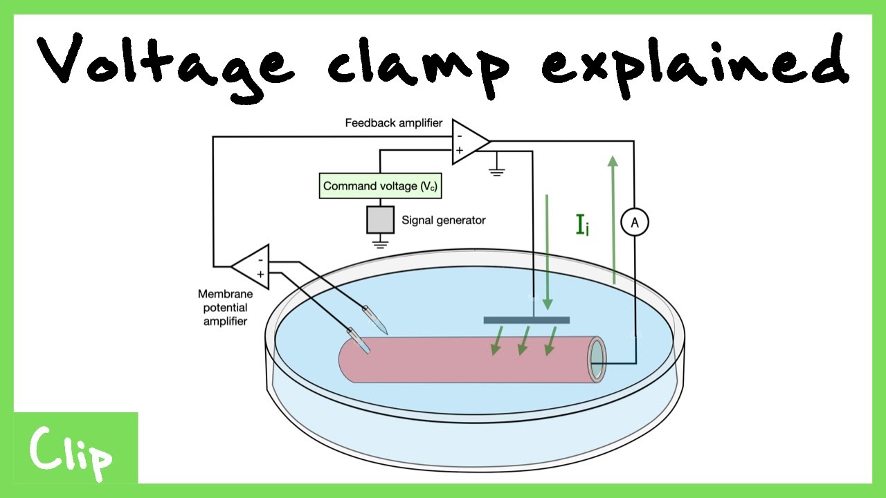 Voltage Clamp Explained (Tetrodotoxin And Tetraethylammonium) | Clip