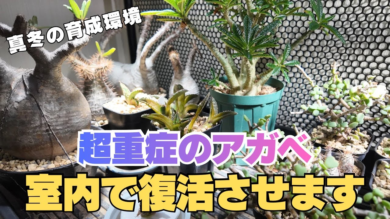 【冬】重症のアガベを入院させました。室内育成環境紹介