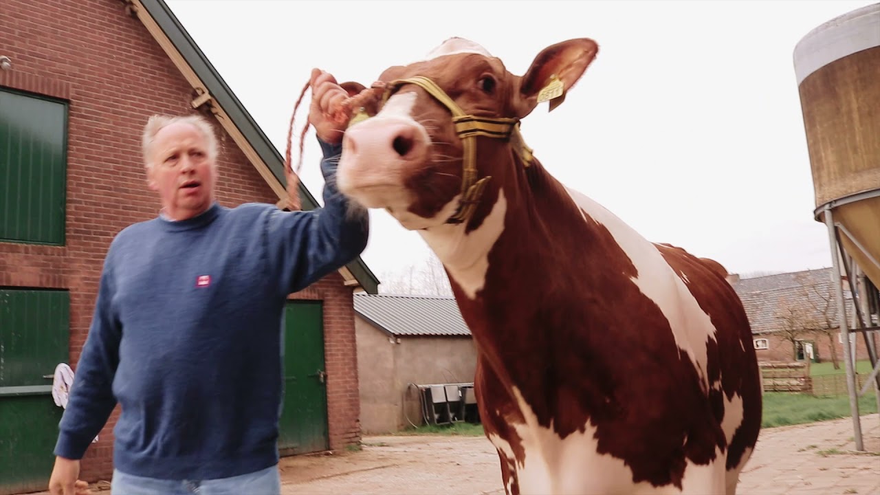 Alle Roodbont en Jersey koeien Videokeuring VVB Veluwe IJsselstreek (Fokveedag Putten) 2021