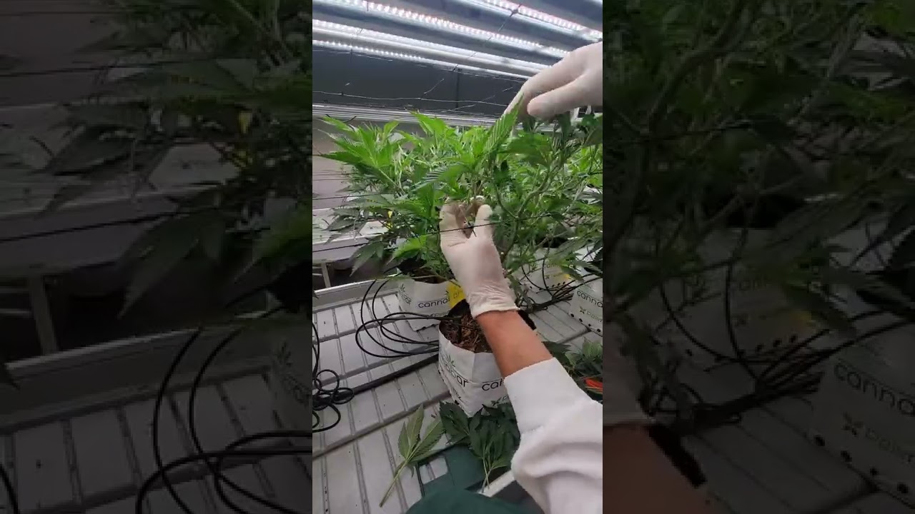 Primera poda y defoliaci&oacute;n estructural de producci&oacute;n.