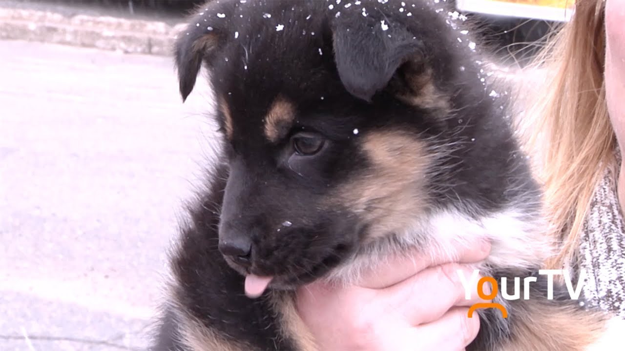 True Northern Dogs
