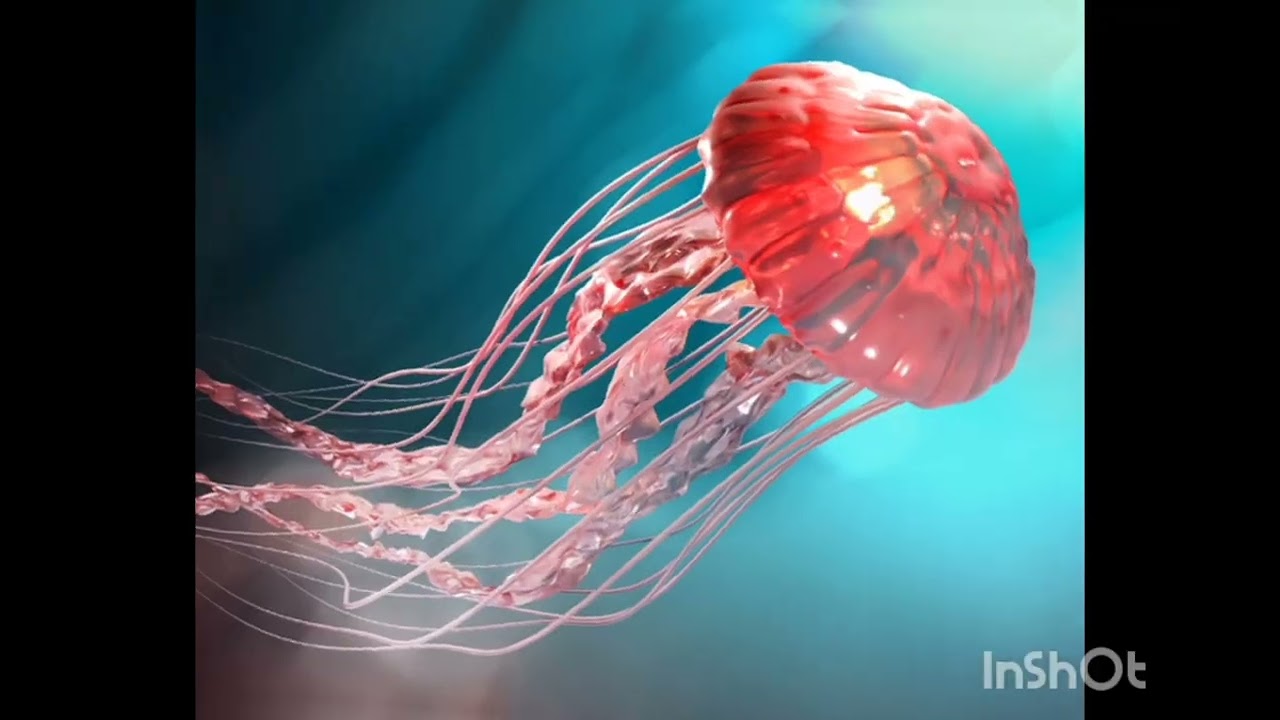 Jellyfish 🪼