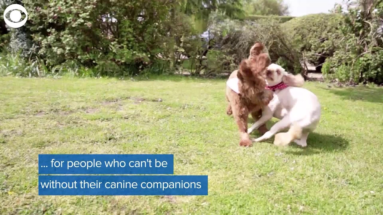 WEB EXTRA: Pooch Pampering Hotels