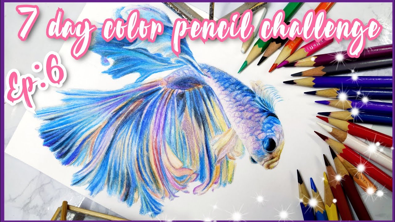 Drawing a BETTA FISH (SIAMESE FIGHTING FISH) IN COLOR PENCILS| 7 day color pencil challenge| ep:6|