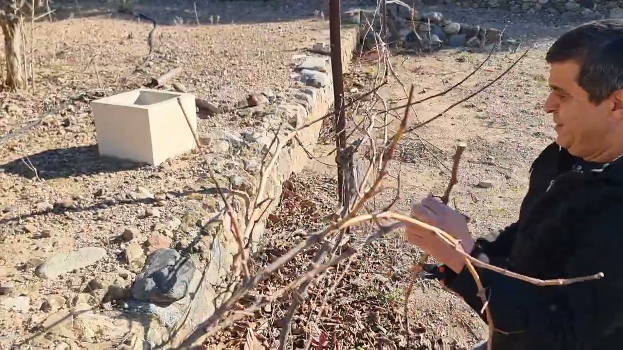 عملية صحيحة لتلقيم شجرة الدالية(العنب)مع تجربة هدية من فرنسا 🇫🇷 🇫🇷 