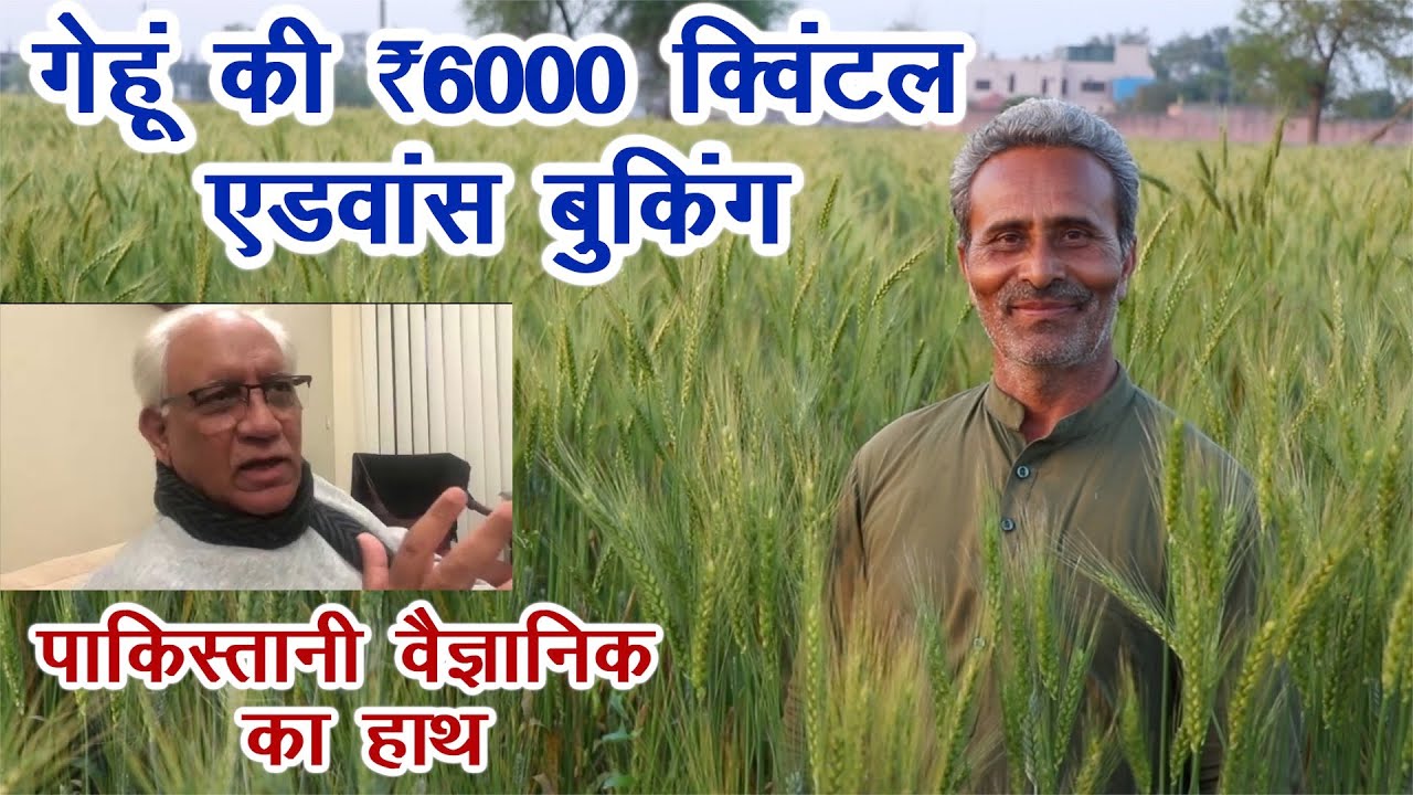 अनोखी तकनीक से उगाया गेहूं, ₹6000 क्विंटल बिकता है Pure Natural || Technical Farming ||