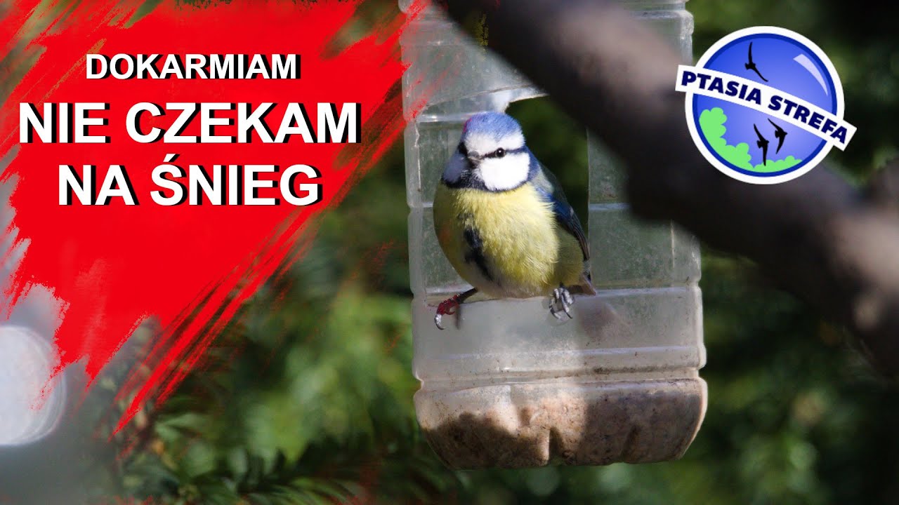 Nie ma śniegu - a ja i tak dokarmiam ptaki