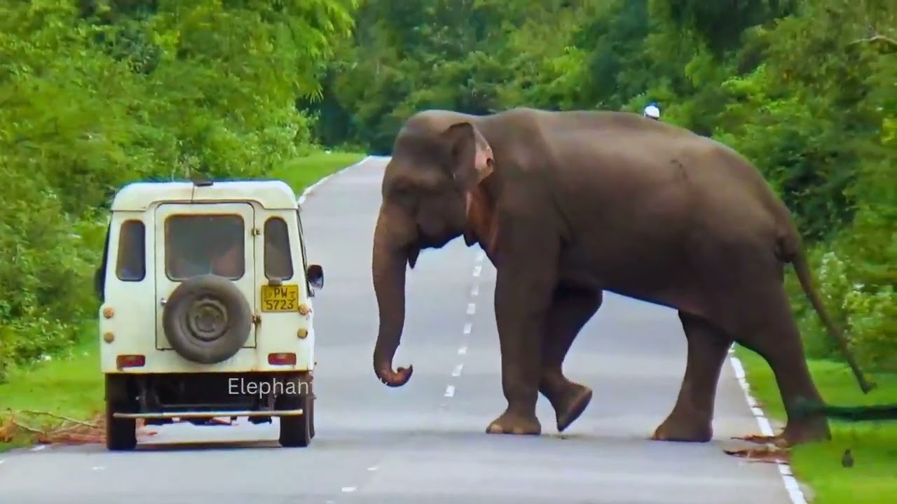 Wild Elephant Stops a Bus in Sri Lanka | A Rare Peaceful Wildlife Moment
