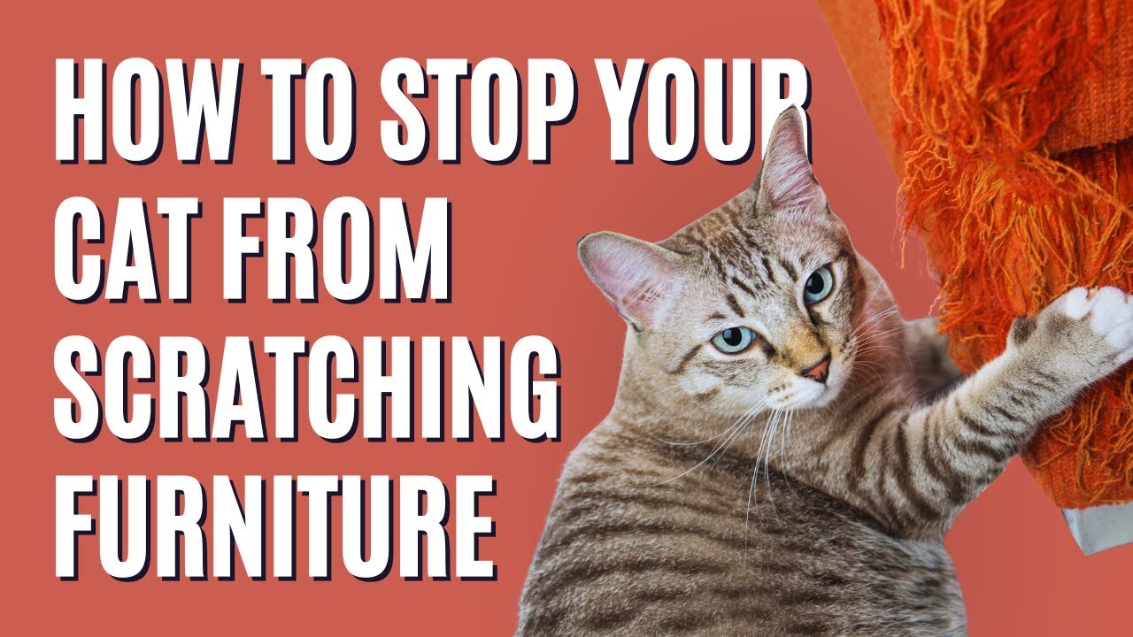 How to Stop Your Cat from Scratching Furniture - The Comforted Kitty