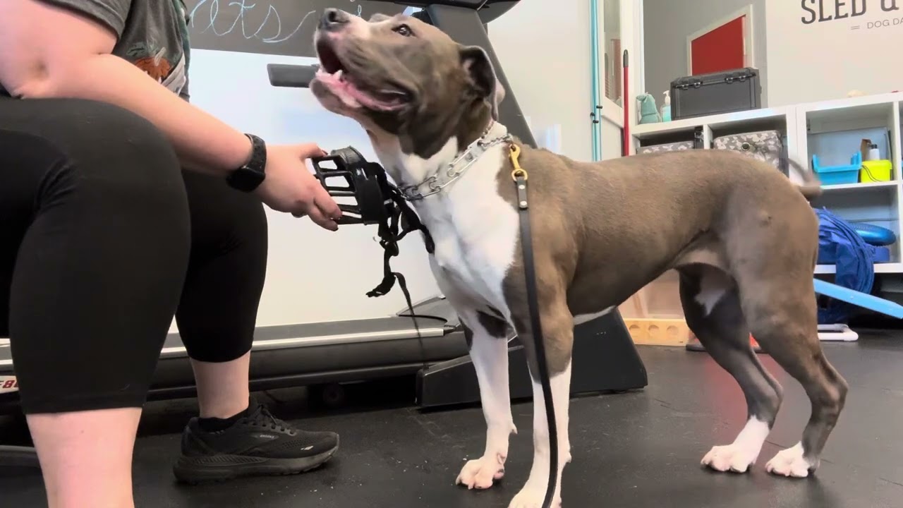 Bianca Day Training: Muzzle Conditioning