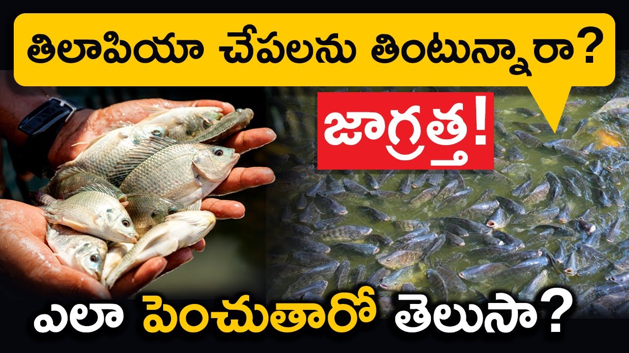 Are You Eating Tilapia FISH? Wait - Do You Know About Tilapia Fish | Tilapia Fish Farming in Telugu