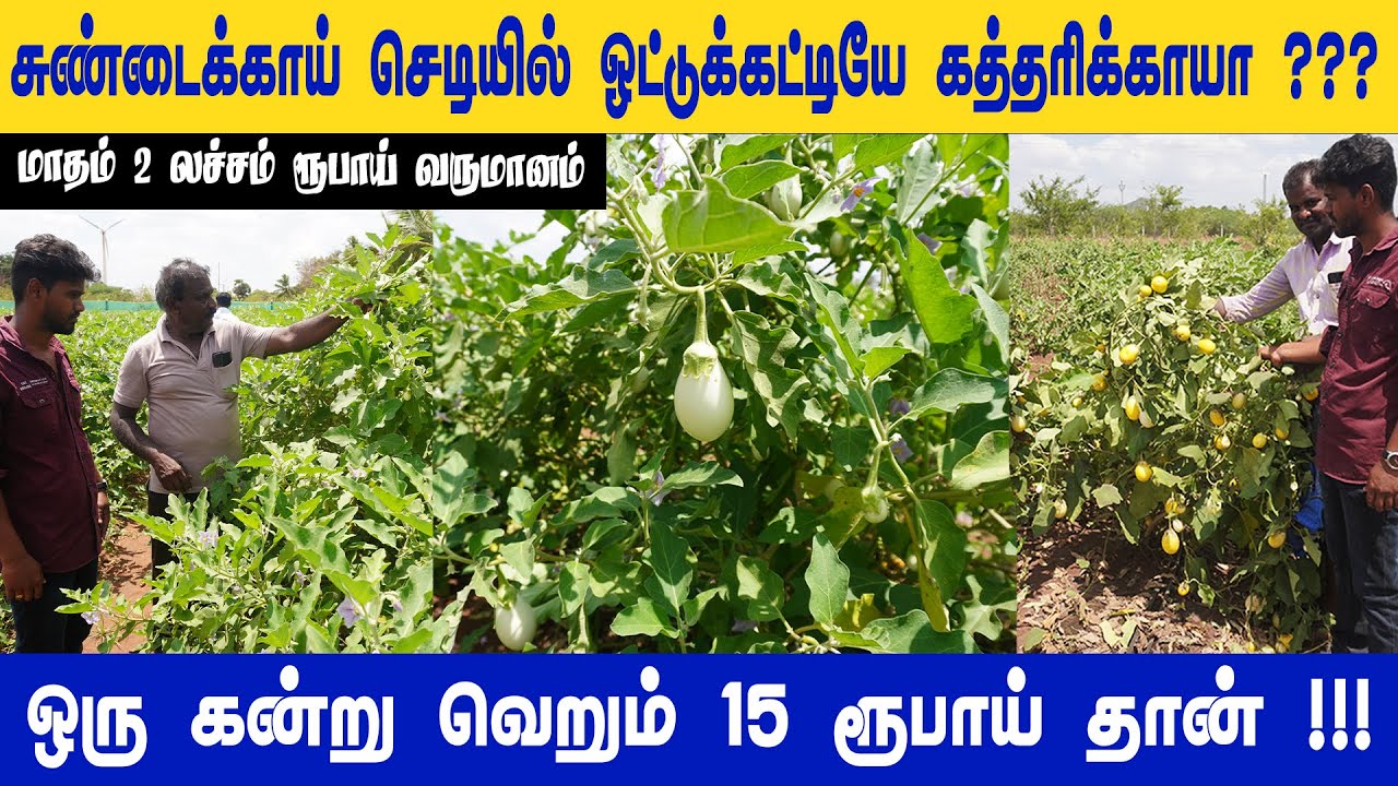 மாதம் 2 லச்சம் ரூபாய் 💸வருமானம் தரும் 😍 ஒட்டுக் கட்டிய நாட்டு கத்திரிக்காய் 🍆 |  @vivasaya_nanbargal