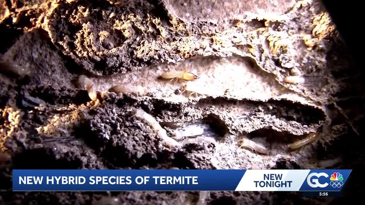 Researchers discover new hybrid termite species in Florida