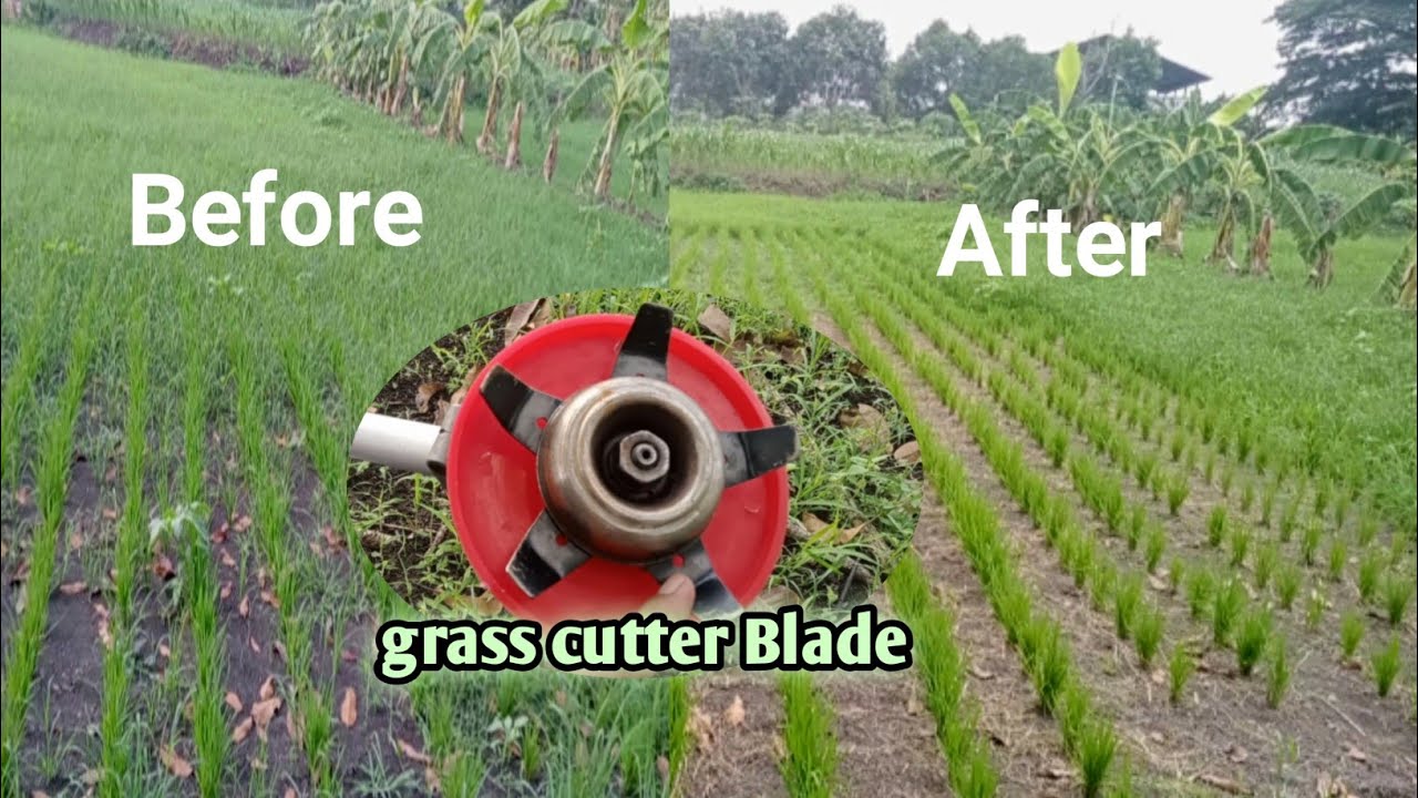 matun padi dengan mesin potong rumput || weeding rice grass with a lawn mower by @obgardening