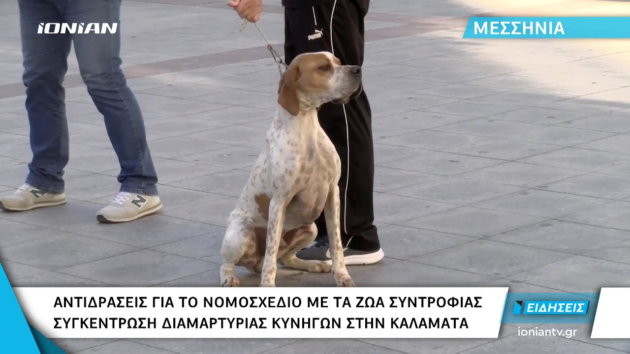 Ελλάδα | Αντιδράσεις για νομοσχέδιο με τα ζώα συντροφιάς - Διαμαρτυρία για τη στείρωση κατοικιδίων