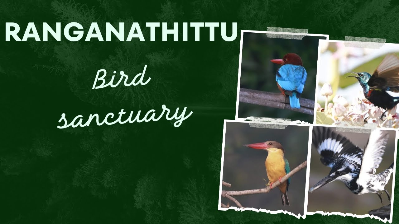 Beautiful and colourful birds from Ranganathittu bird sanctuary😍