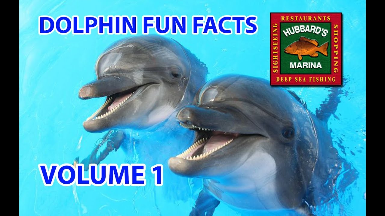 Dolphin Watching Tour Johns Pass Madeira Beach FL  