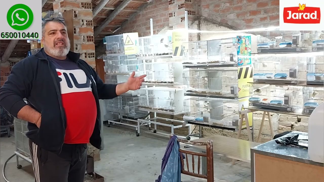 Sabadete en el aviario hablamos de la pasta de cría TIMBRADO ESPAÑOL ORIGINAL 