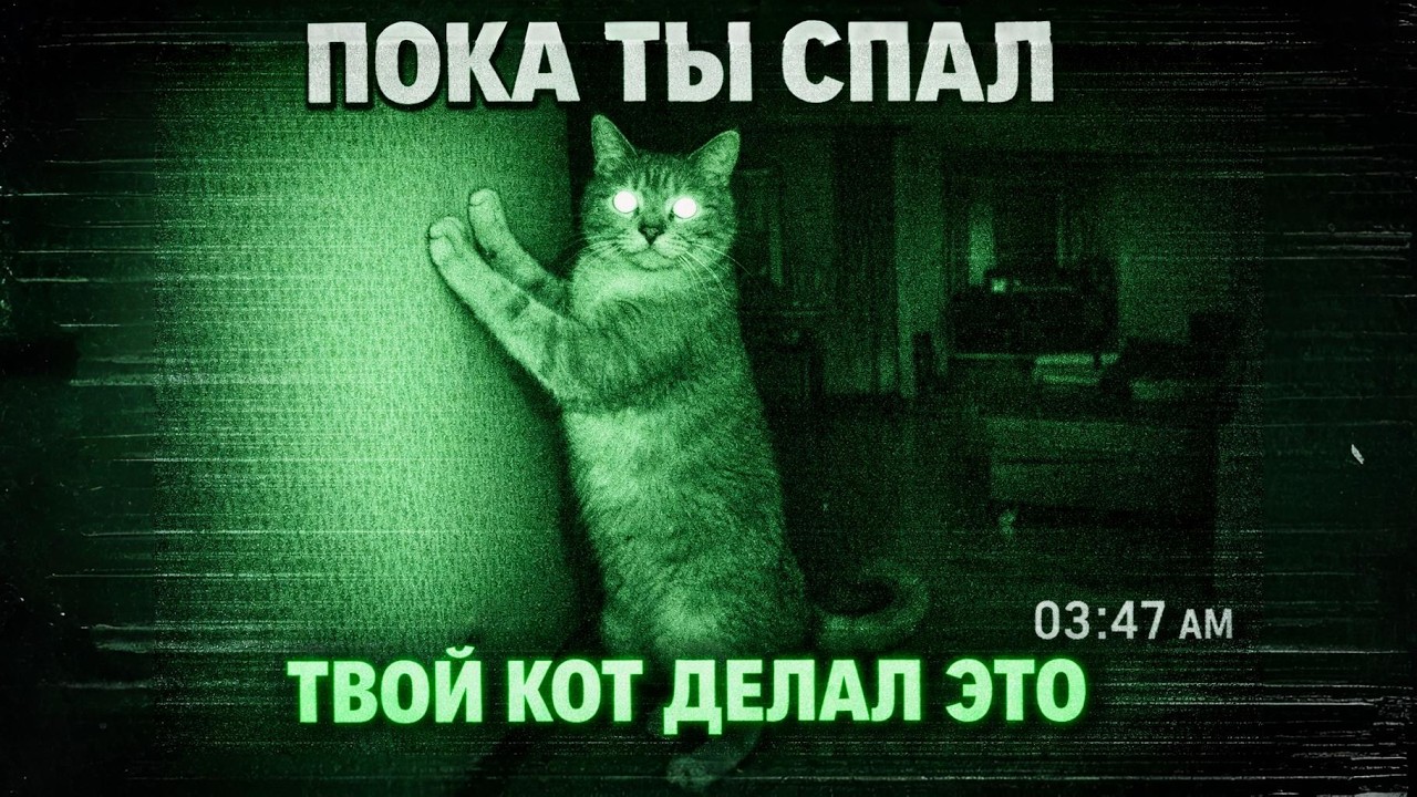 Учёные поставили камеры и записали что делают коты пока хозяев нет. То что они увидели изменило всё