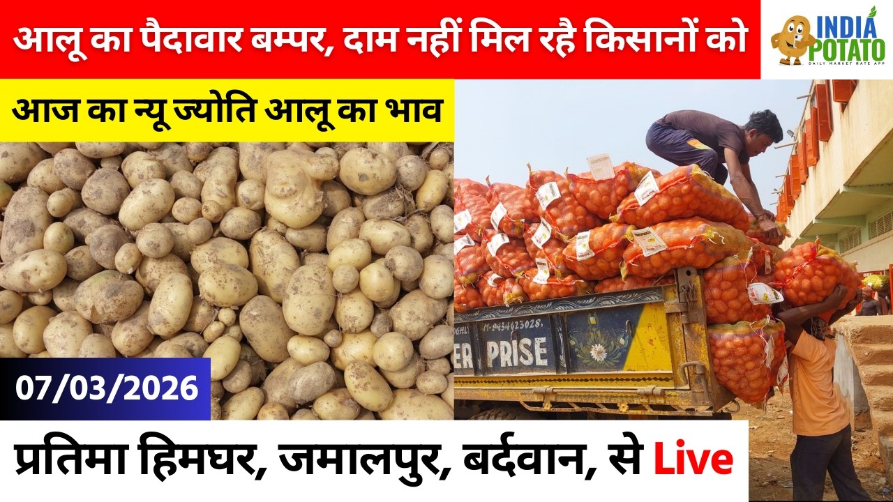 07/03/2026 : बंगाल की जमालपुर का आज का ज्योति आलू का भाव | Potato Price in Jamalpur - India Potato