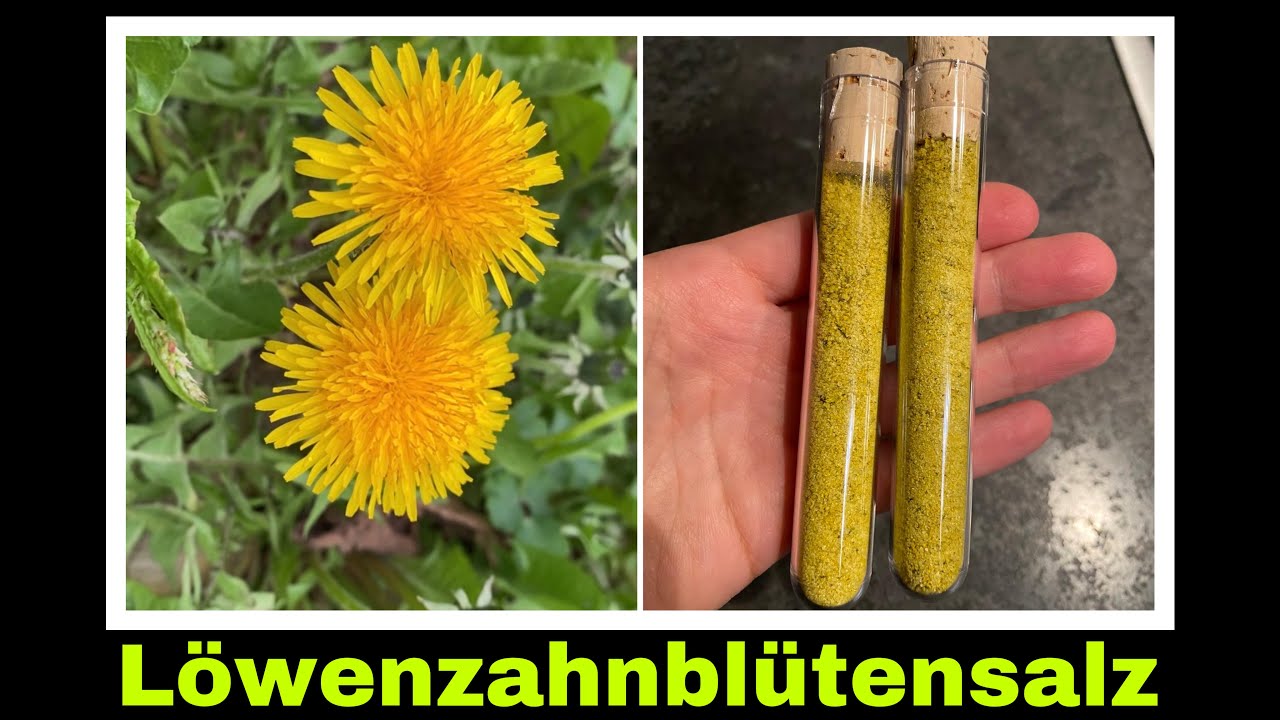 L&ouml;wenzahnsalz aus Bl&uuml;ten selber machen | L&ouml;wenzahnbl&uuml;ten verarbeiten | Selbstversorgung: L&ouml;wenzahn