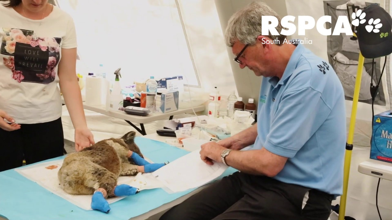 Kangaroo Island bushfires - Day 7 update on RSPCA South Australia's response