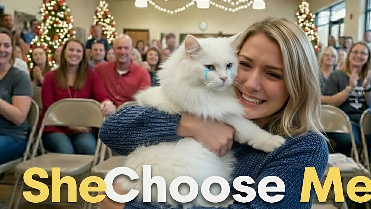 When Cats Choose Their Owners — This Christmas Was Different 🐱❤️