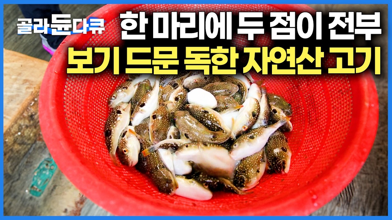 아무나 먹을 수 없는 보기드문 놈. 손 한 뼘만한데 맛은 끝내주는 바닷고기의 정체｜한국기행｜#골라듄다큐