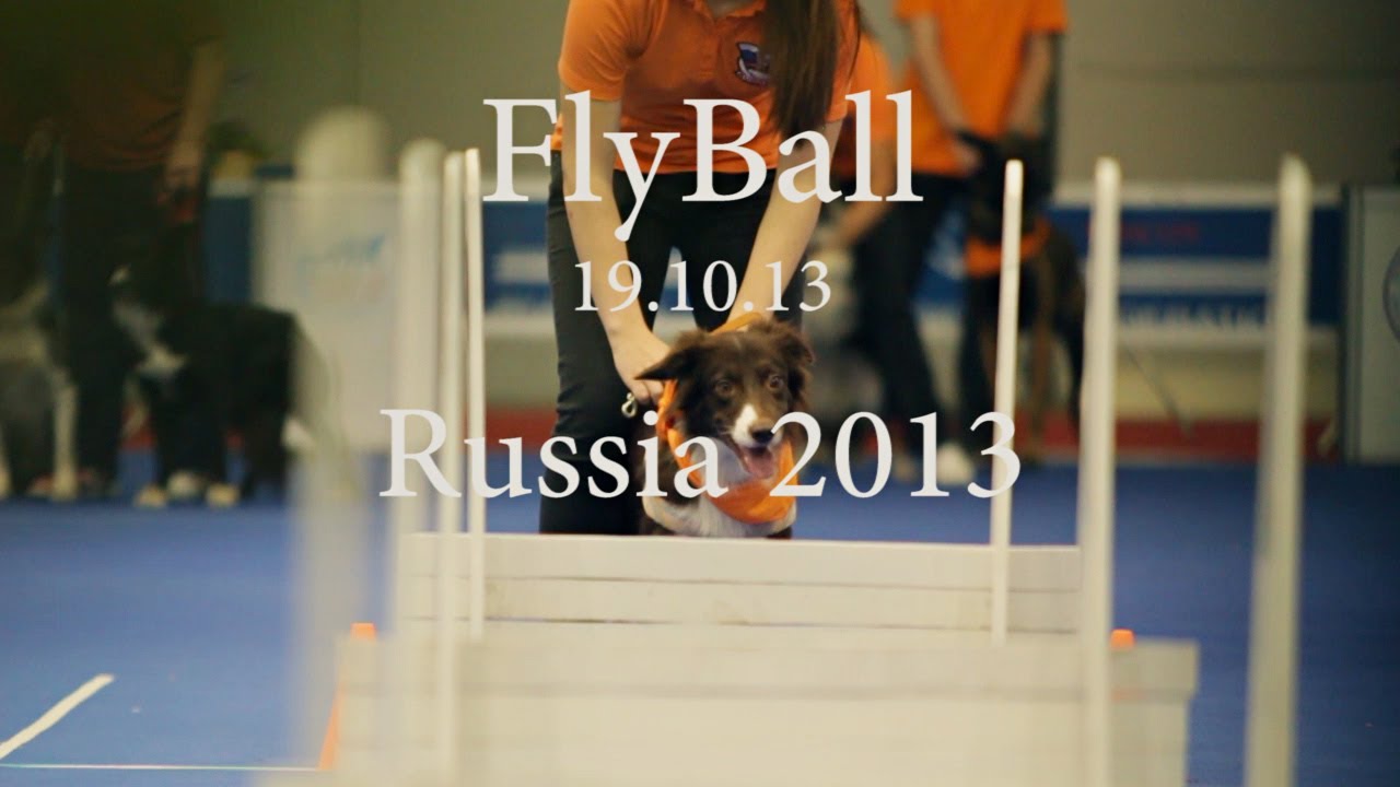 Flyball Russia 2013 | Флайбол Россия 2013