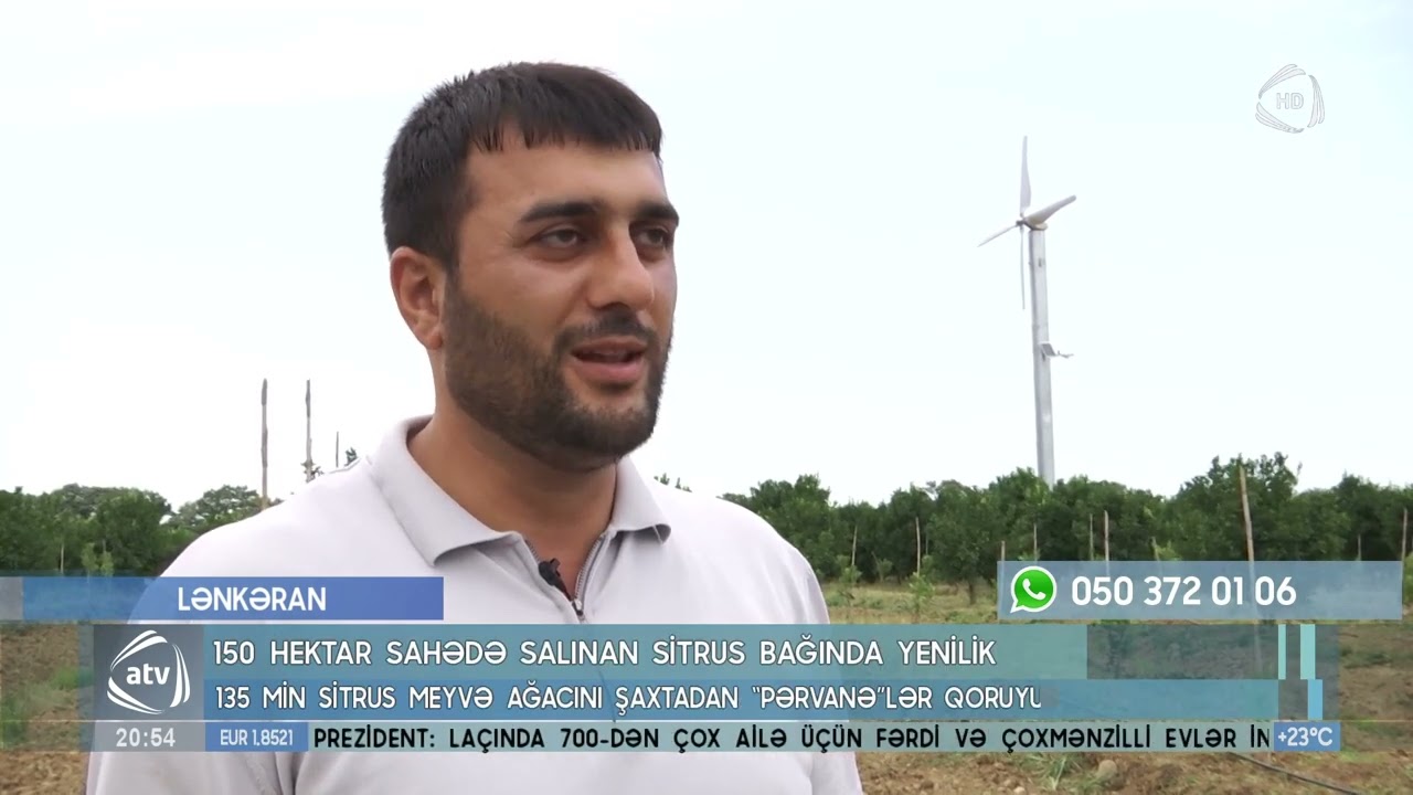 Meyvə ağaclarını şaxtadan 