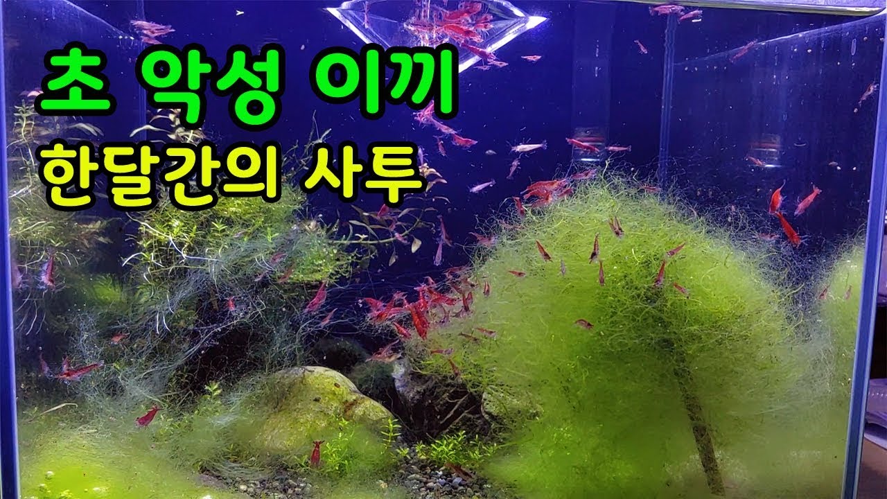 [오브리더] 역대급 초악성 이끼폭탄 어항에 새우 수십마리를 넣으면?