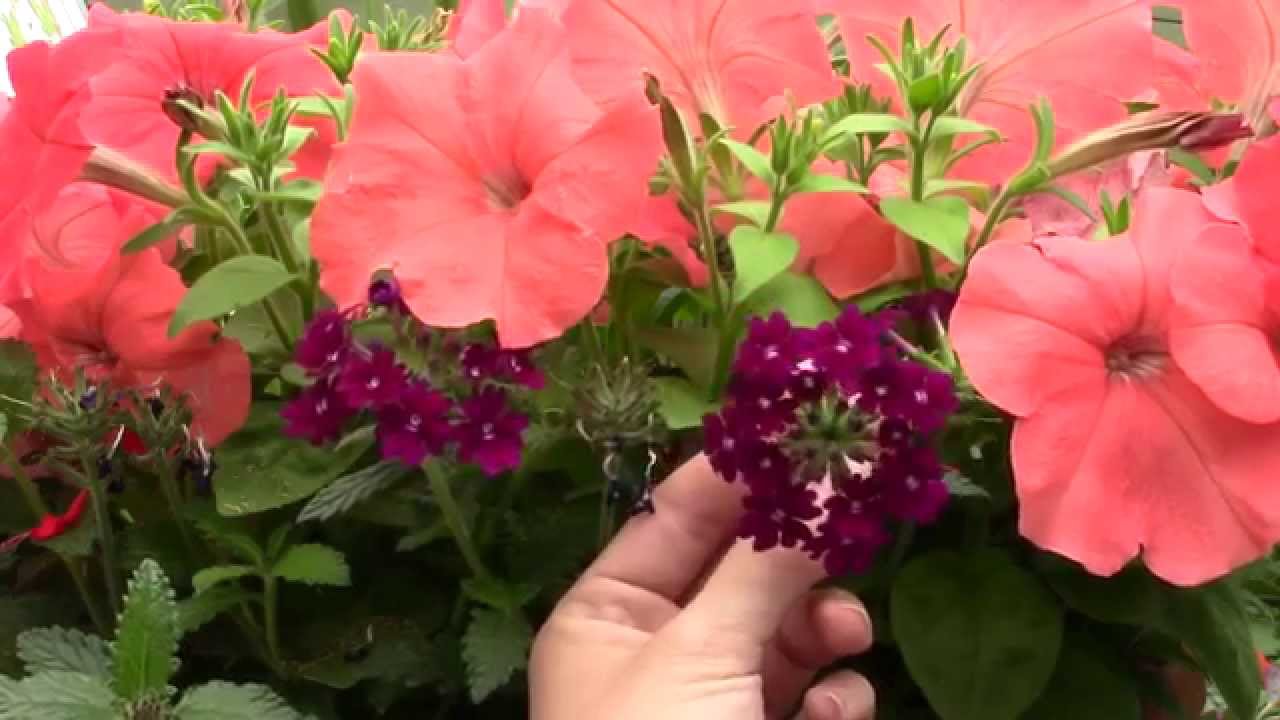 Creepers of the Garden